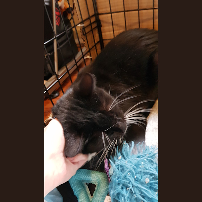 Photo of Kissy