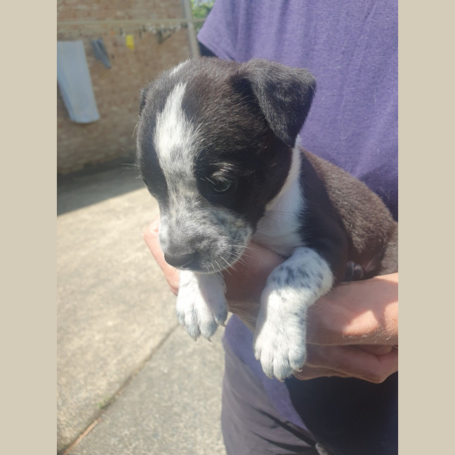 Photo of Mustang Sally