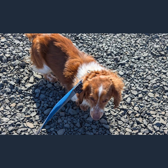 Photo of Peanut