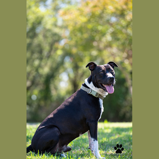 Photo of Tyson