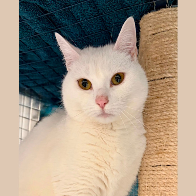 Photo of Rascal