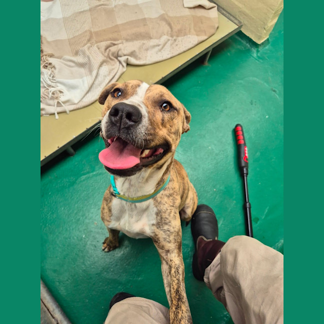 Photo of Banjo (65007)