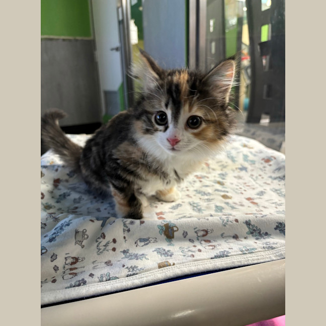 Photo of Diamondhead