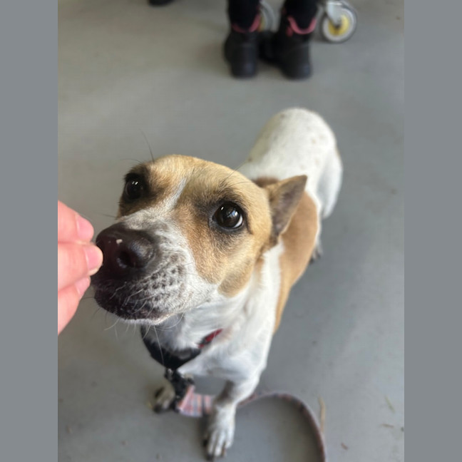 Photo of Patches