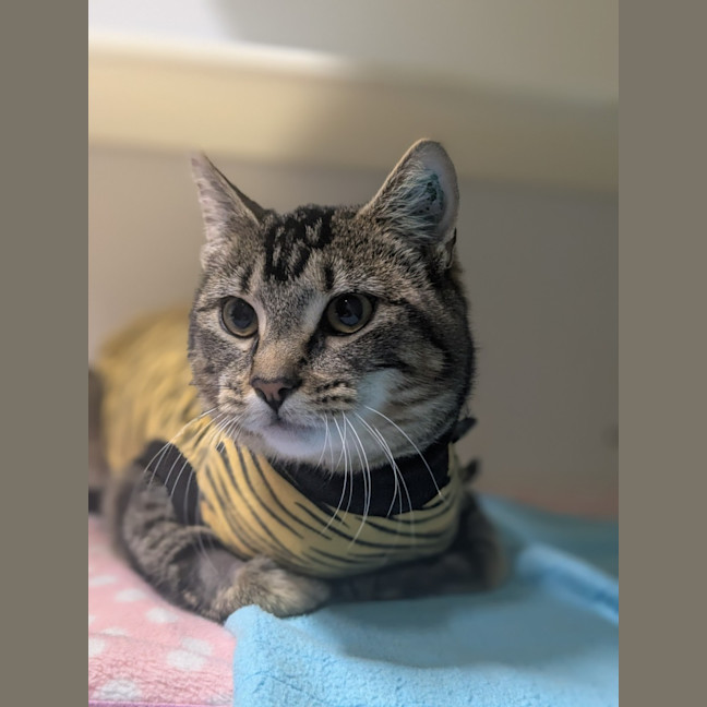 Photo of 🥔 Purrtato 6326 🥔