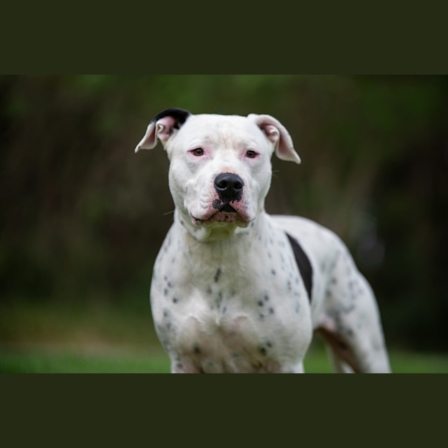 Photo of Houdini
