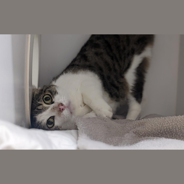 Photo of Baxter