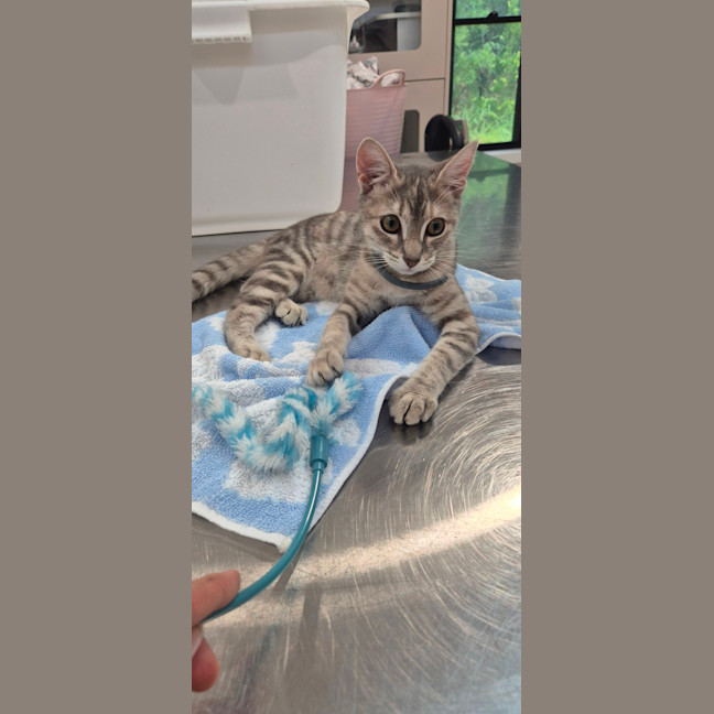 Photo of Rain (8959)