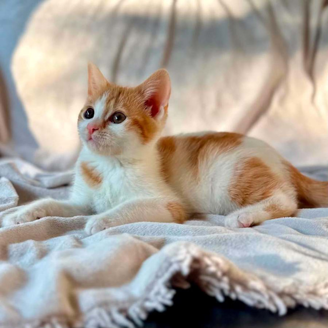 Photo of Miss Cheezel   In Foster Care In Bentleigh