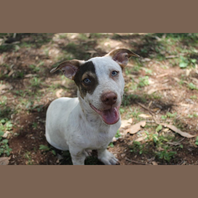 Photo of Comet