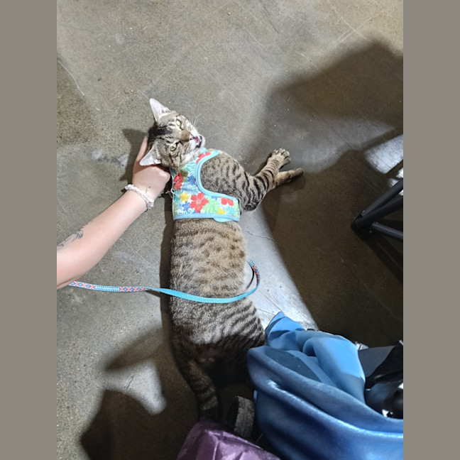 Photo of Frankie 💙