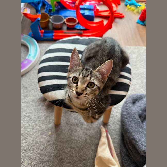 Photo of Stella