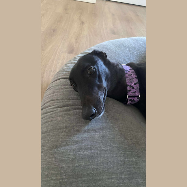 Photo of Sally, The Greyhound