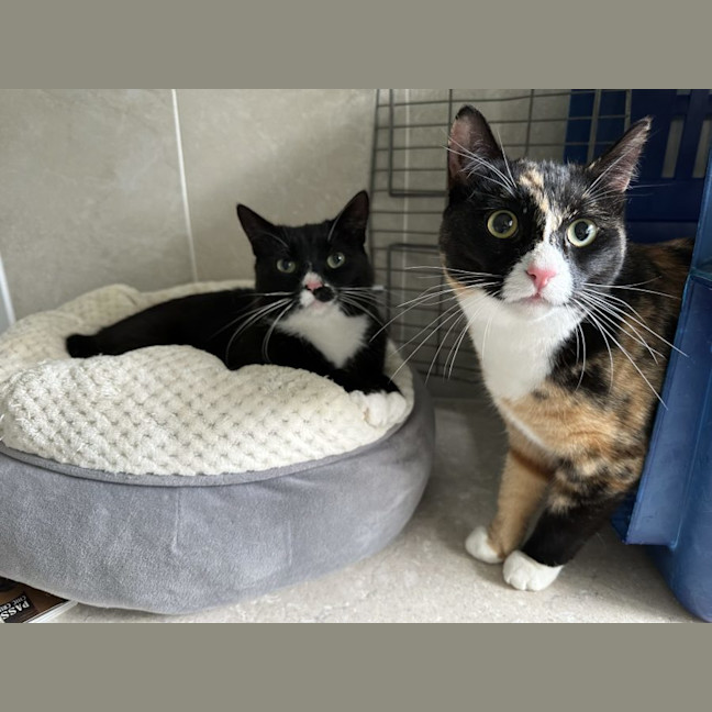 Photo of Sally   Now Available At Pet Quarters Glendale