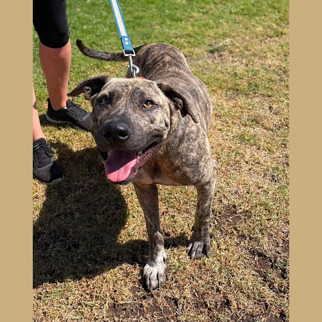 Photo of Zuka (60256)