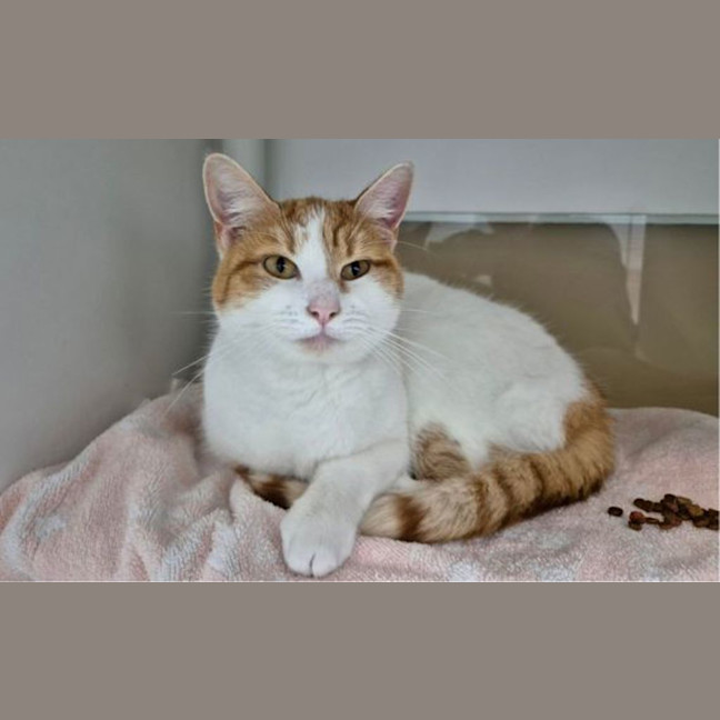 Photo of Honey Jumbles 