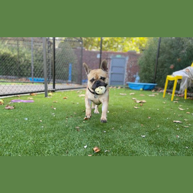 Photo of Bruce