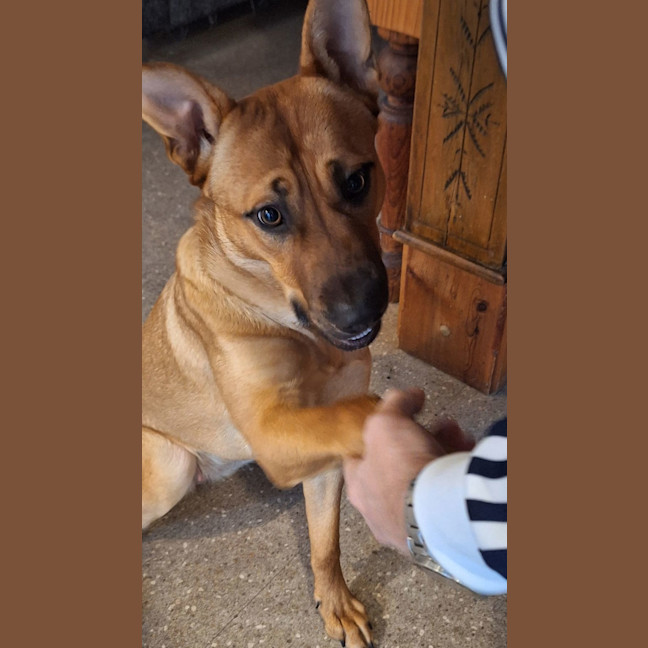 Photo of Gracie