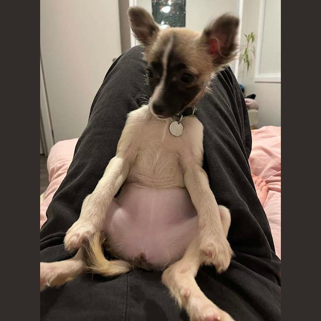 Photo of Poppy