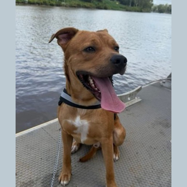 Photo of Buddy