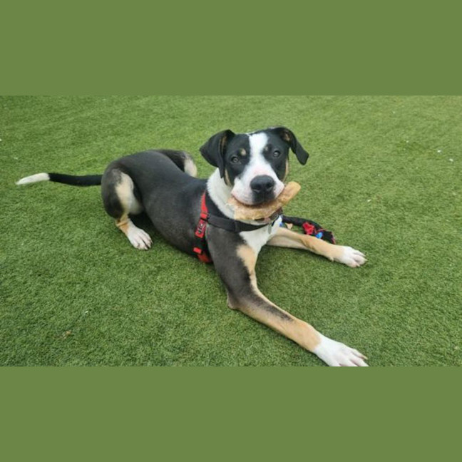 Photo of Pongo