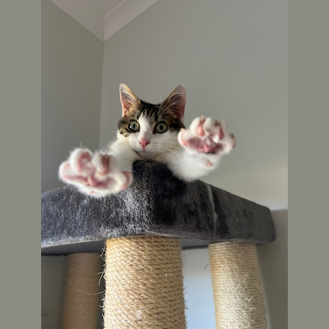 Photo of Smidge