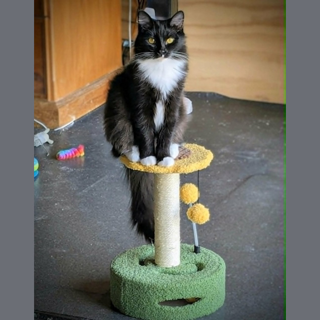 Photo of Opal *9 Lives Project Rescue*