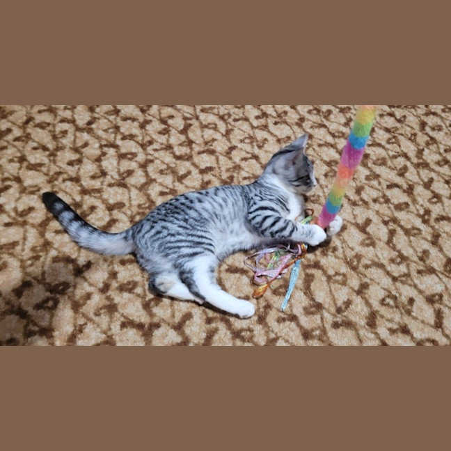 Photo of Lord Meowington