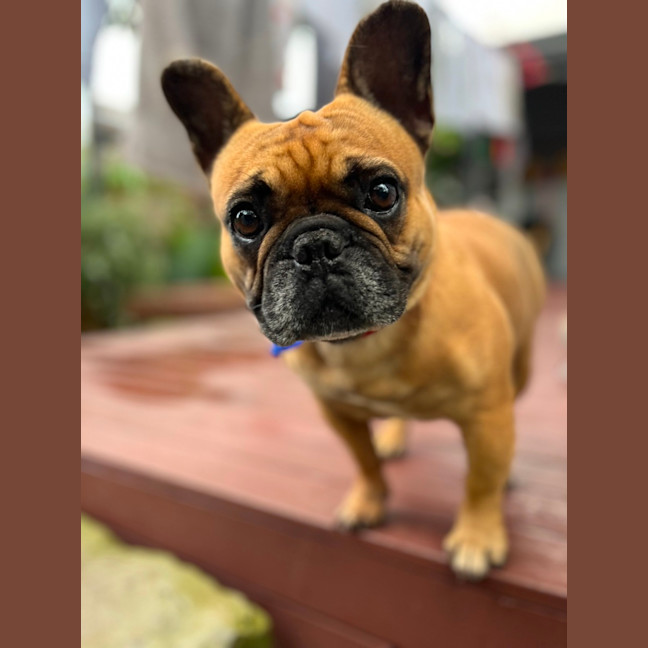 Photo of Tiari   5 Year Old French Bulldog