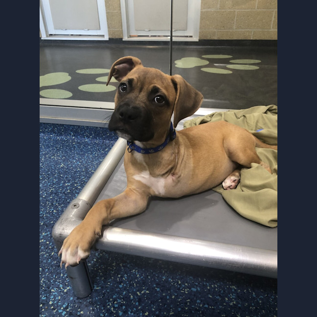 Photo of Brutus