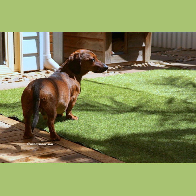 Photo of Frankie Silvanus