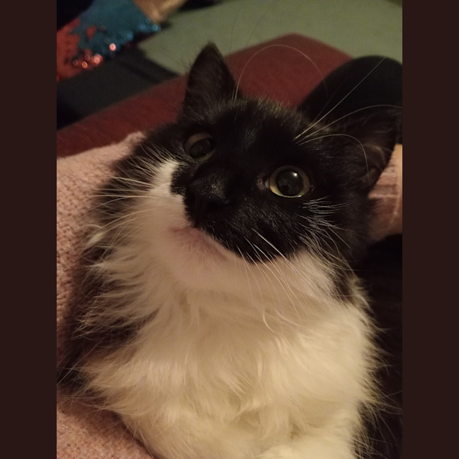 Photo of Romeo
