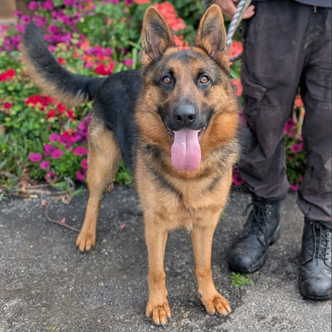 Photo of Sarge