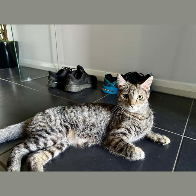 Photo of Mumma Cat (Urgent Home Needed) 