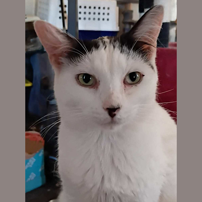 Photo of Calypso