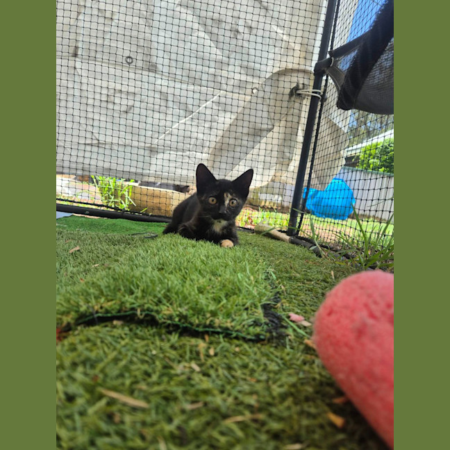 Photo of Ember