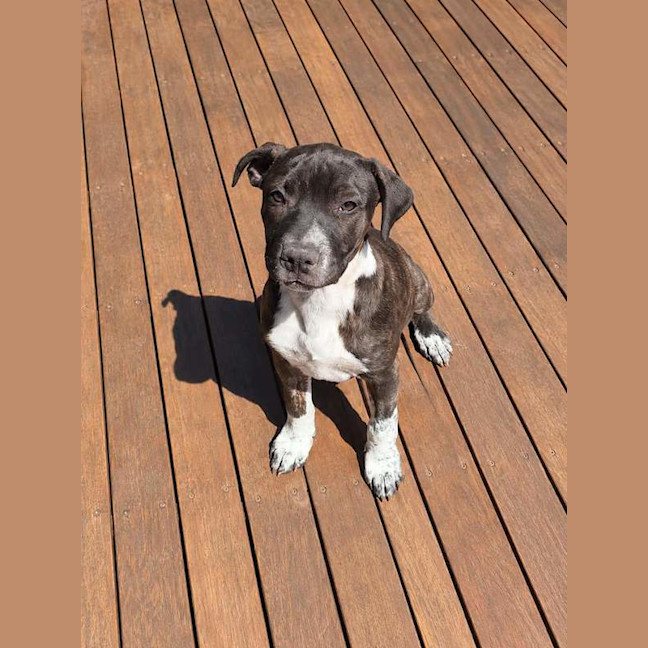 Photo of Willow