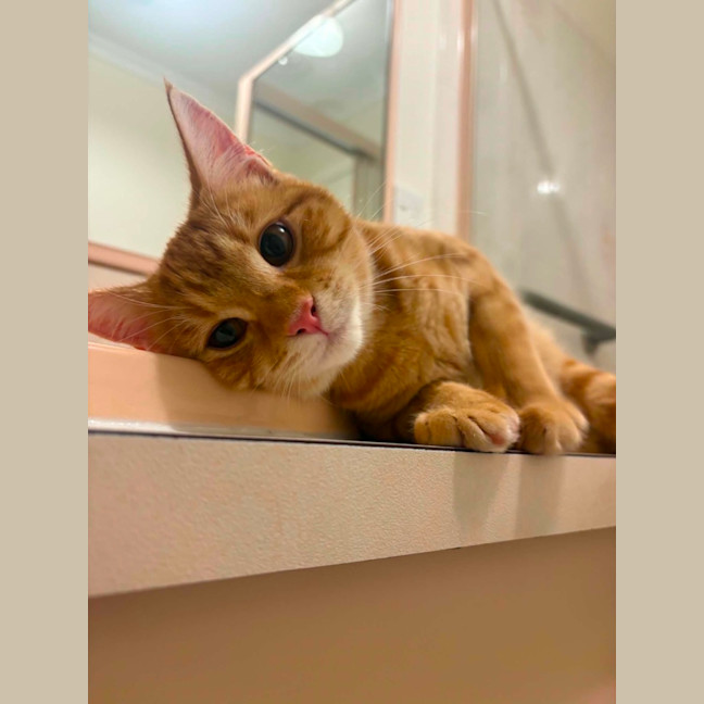 Photo of Gingy