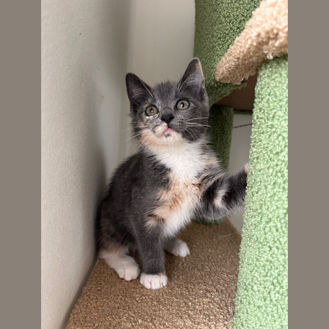 Photo of Peanut 🥜