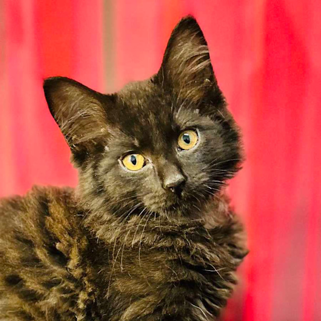 Photo of Merlin (Located In Preston) 