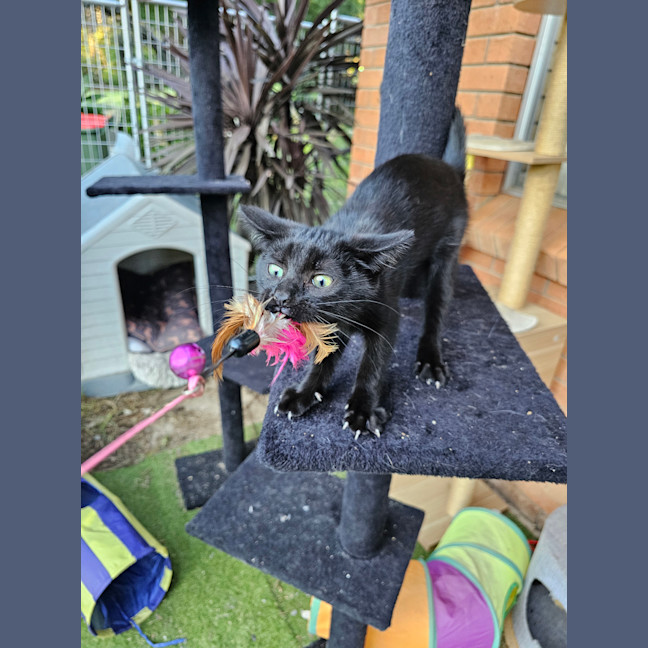 Photo of Muffin