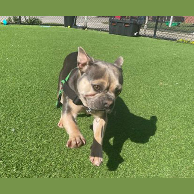 Photo of Coco