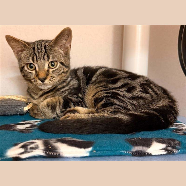 Photo of Pickle