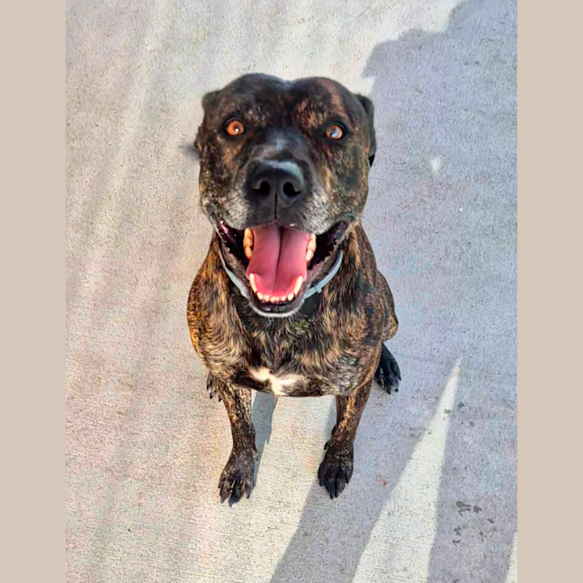 Photo of Chase (8999)