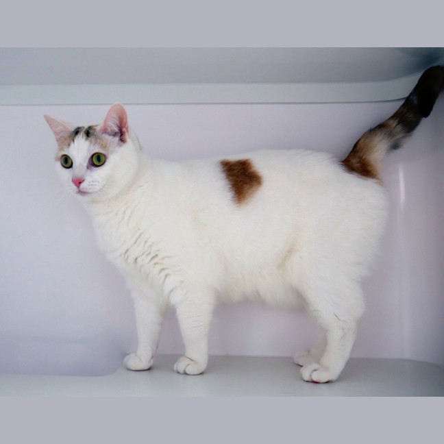 Photo of Minks Sua012891