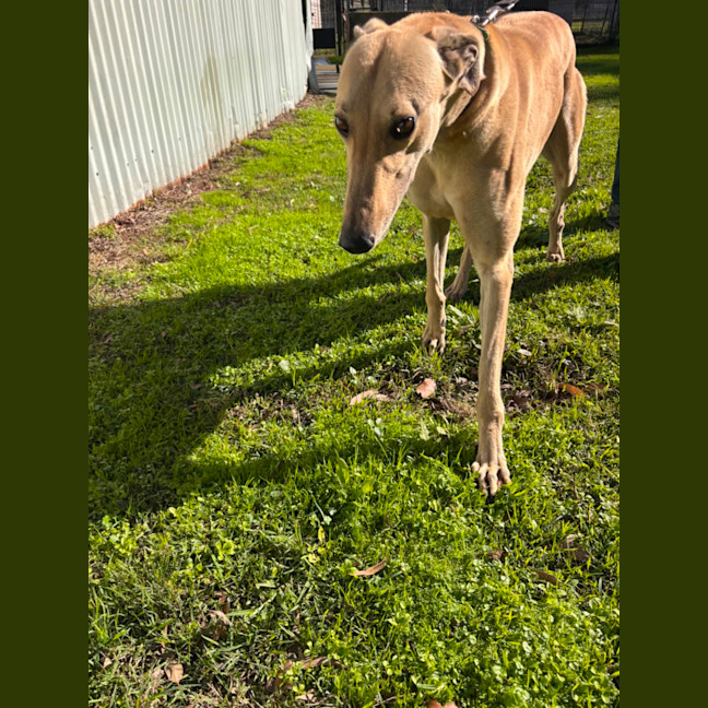 Photo of Sandy Boy