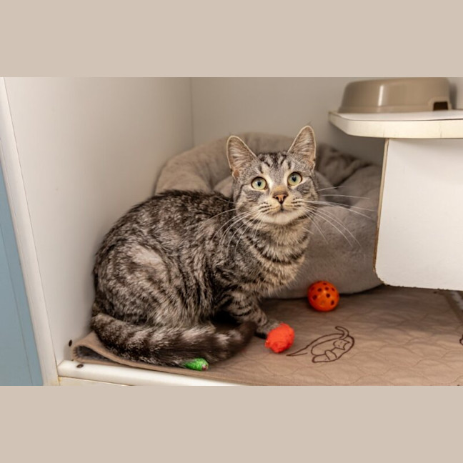 Photo of Bunny Rabbitt