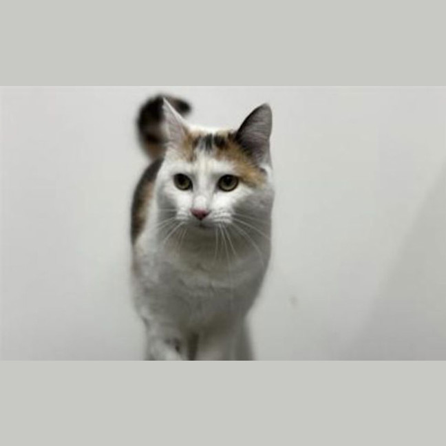 Photo of Angel