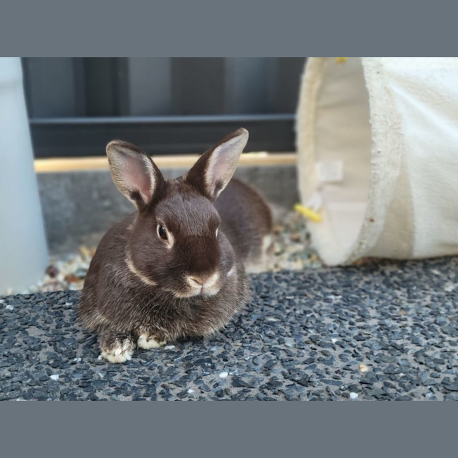 Photo of Olive (W Basil)