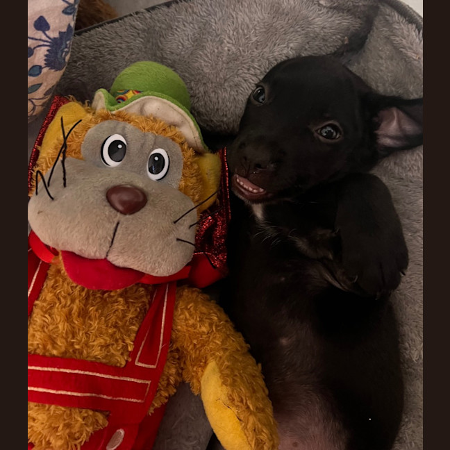 Photo of Teaky